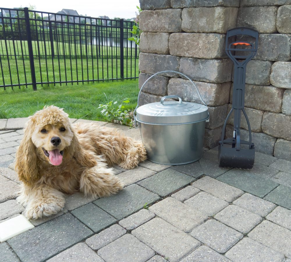 Relaxed golden American Cocker Spaniel lying panting on paving on an outdoor patio alongside a waste scoop and metal bucket enjoying the sunshine